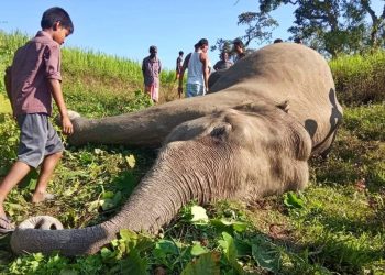 ওদালগুৰি জিলাৰ ভাৰত-ভূটান সীমান্তৰ বামুনজুলিত বনৰীয়া হাতীৰ মৃত্যু