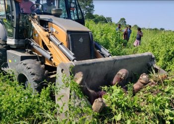 বাক্সা জিলাৰ ভাৰত-ভূটান সীমান্তত মৃত হাতী পোৱালি উদ্ধাৰ