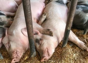 Pigs