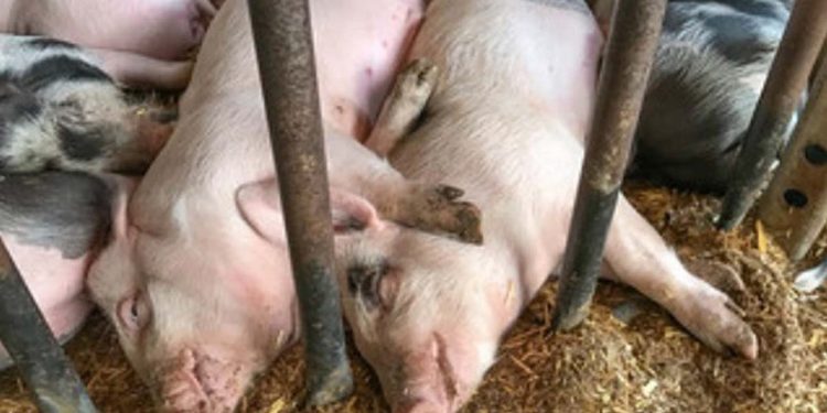 Pigs