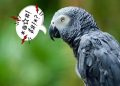 a parrot