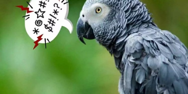 a parrot