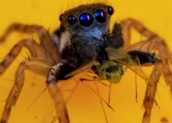 spider with eight blue eye