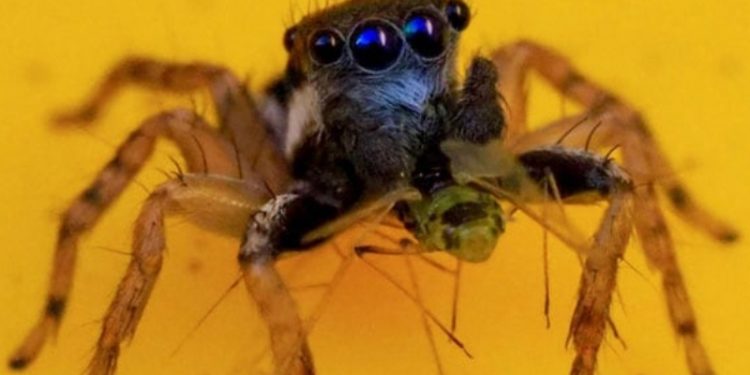 spider with eight blue eye