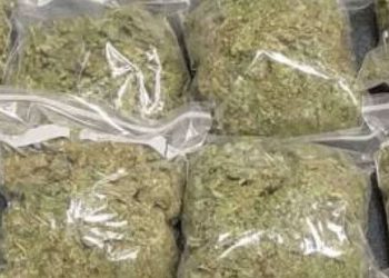 0edf11eb-indian-hemp