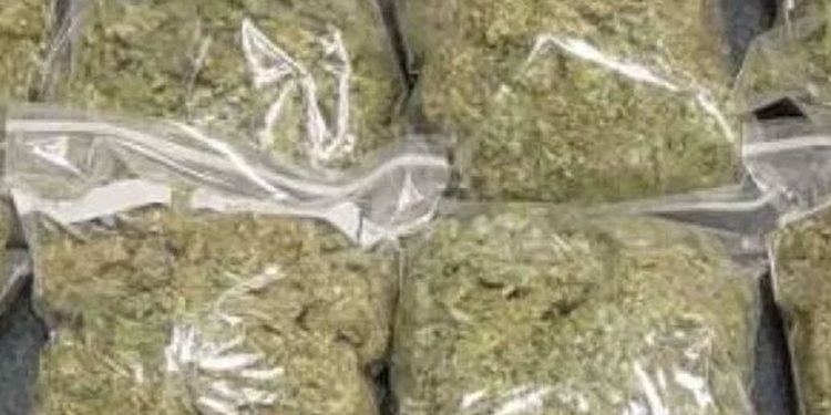 0edf11eb-indian-hemp