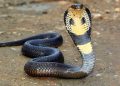 Cobra