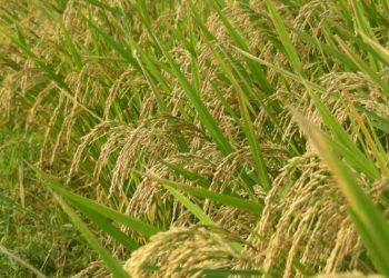 Rice-Cultivation-2