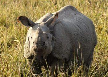 a Pobitora