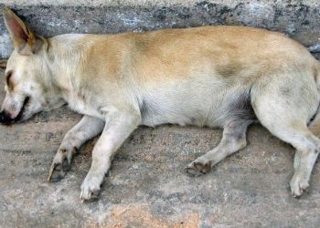 a dog