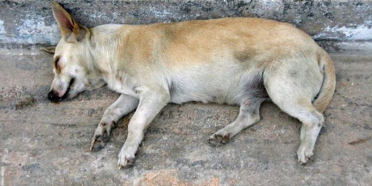 a dog
