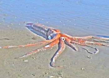 a giant