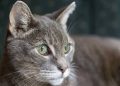 a green-eyed-cat