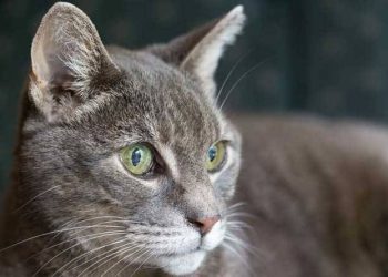 a green-eyed-cat