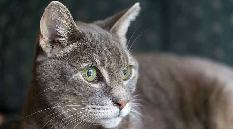a green-eyed-cat