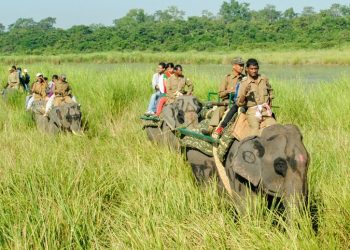 a kaziranga