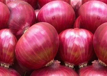 onion