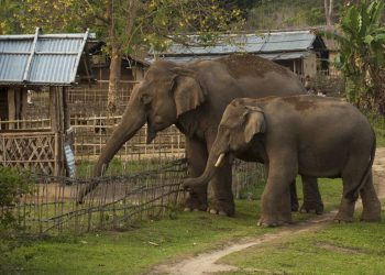 Wild_elephants_