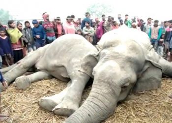 কাৰ্বি আংলঙত দুটা বনৰীয়া হাতীৰ কৰুণ মৃত্যু