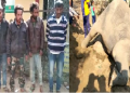 Poachers arrested killing of wild elephant