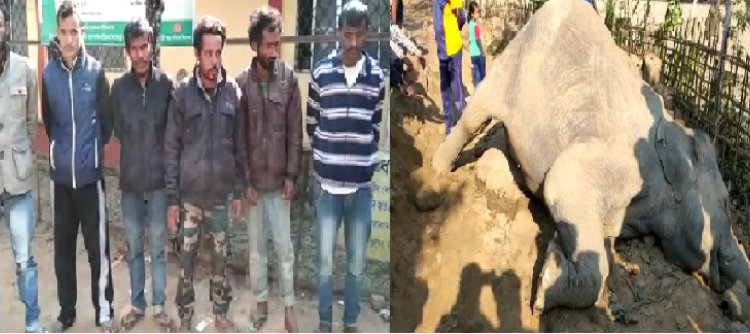 Poachers arrested killing of wild elephant