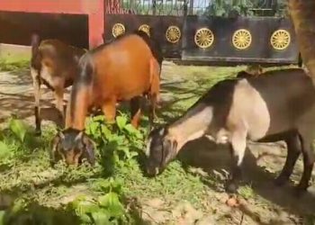 বিদ্যায়তনিক শিক্ষাৰ সমান্তৰালভাৱে বৃত্তিমূলক শিক্ষাৰ প্ৰসাৰেৰে টীয়ক চন্দ্ৰ কমল বেজবৰুৱা মহাবিদ্যালয়ৰ ব্যতিক্ৰমী পদক্ষেপ