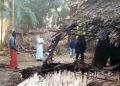 মাৰ্ঘেৰিটাত বনৰীয়া হাতীৰ তাণ্ডৱ; বন বিভাগৰ গা এৰা মনোভাৱ