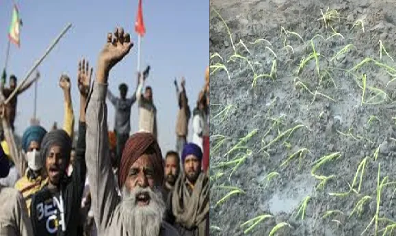 বিদ্ৰোহ দীঘলীয়া হোৱাৰ ইংগিত; প্ৰতিবাদস্থলীত কৃষিকৰ্ম আৰম্ভ কৰিছে প্ৰতিবাদী কৃষকে