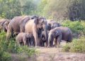 a elephant