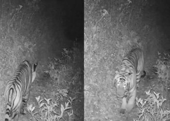 a tiger