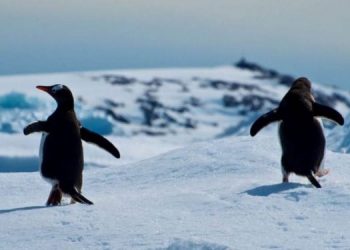antarctica-750x375