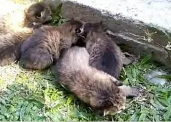 cubs-750x375