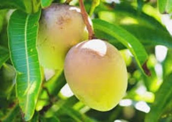 আম গছৰ পাতৰ ৬ টা স্বাস্থ্য সম্বন্ধীয় উপকাৰিতা, জানিলে আচৰিত হ’ব আপুনি!