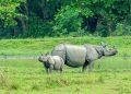 বিদেশীৰ তুলনাত ঘৰুৱা পৰ্যটকৰ সংখ্যা বৃদ্ধি পাইছে কাজিৰঙা ৰাষ্ট্ৰীয় উদ্যানত