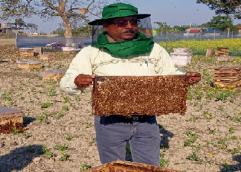Bee farming