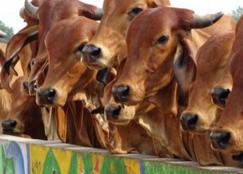 ২৫ ফেব্ৰুৱাৰিত ৰাষ্ট্ৰীয় পৰ্যায়ৰ ‘গো বিজ্ঞান’ পৰীক্ষা অনুষ্ঠিত কৰিব চৰকাৰে