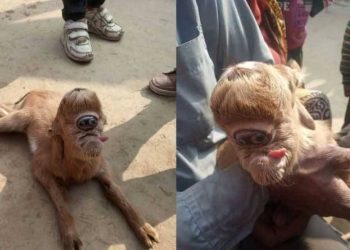 Goat-kid