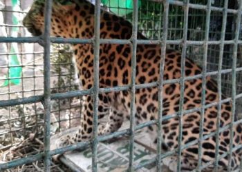Leopard-1140x570