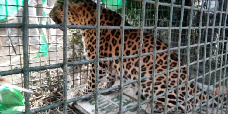 Leopard-1140x570