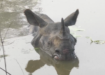 Rhino
