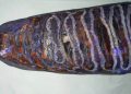 Rhino-horn-1140x570