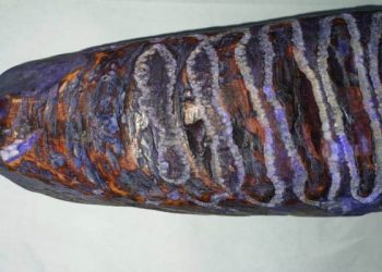 Rhino-horn-1140x570