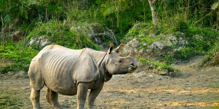 ফটো : নৰ্থ-ইষ্ট নাও