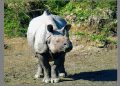 Rhino.file photo kaziranga