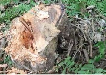 জীয়েকৰ বিয়াৰ বাবে জখলাবন্ধাত চৰকাৰী ভূমিৰ গছ কাটিলে চৰকাৰী কৰ্মচাৰীয়ে