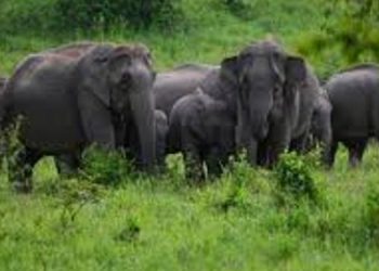 বাক্সাত বনৰীয়া হাতীৰ আক্ৰমণত এগৰাকী পঞ্চাশোৰ্দ্ধৰ ব্যক্তিৰ কৰুণ মৃত্যু