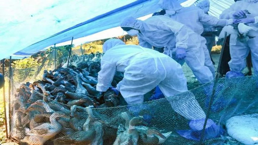bird-flu-1609932182