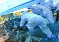 bird-flu-1609932182