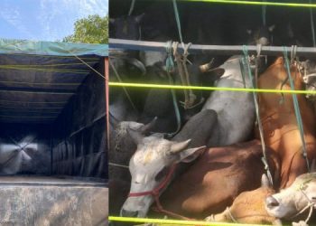 কোকৰাঝাৰত চোৰাং গৰু ভৰ্তি ট্ৰাক জব্দ; উত্তৰ প্ৰদেশৰ দুগৰাকী ব্যক্তি আটক