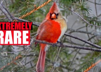 117215353_cardinal4-750x375